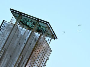 Toulouse lâche 100 000 moustiques mâles stériles chaque semaine