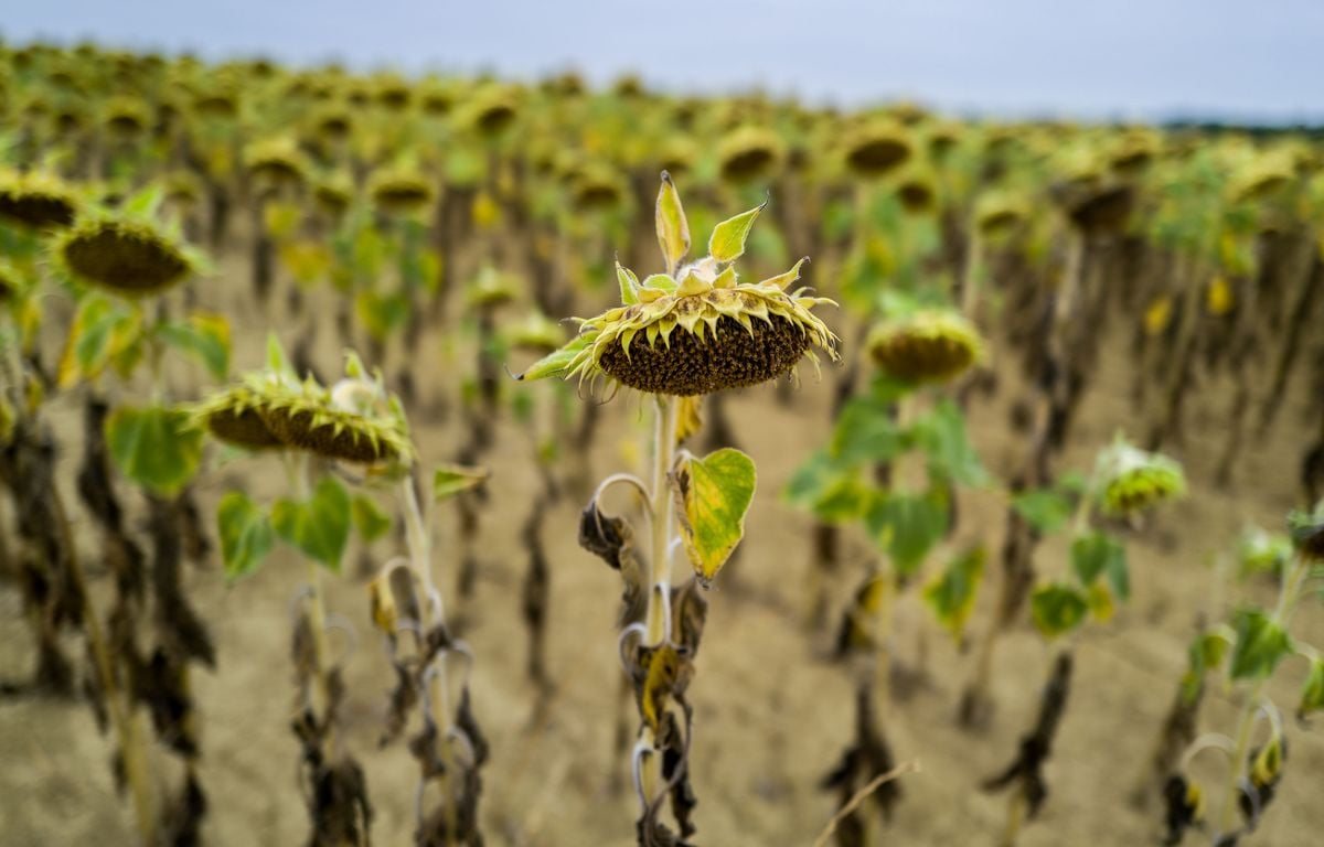 Seize départements du Sud-Est maintenus en vigilance orange canicule