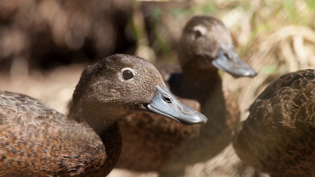 Trois ans, neuf vies et des dizaines de canards : la traque d’un chat en Nouvelle-Zélande